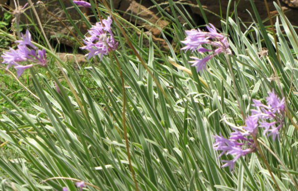 Tulbaghia BIO