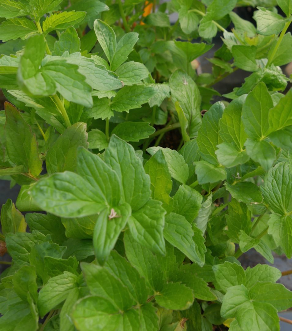 plante valeriane Graines Valériane Officinale (Valeriana officinalis) – Plante utile main image 1