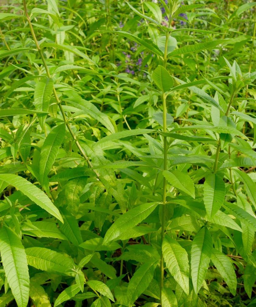 Feuille de verveine citronnée bio - Verveine citronnée bio pour