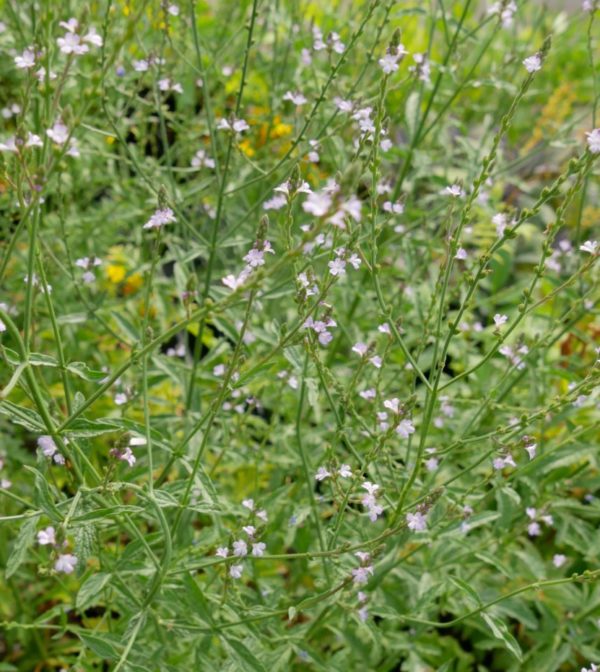 Verveine officinale BIO – Image 3
