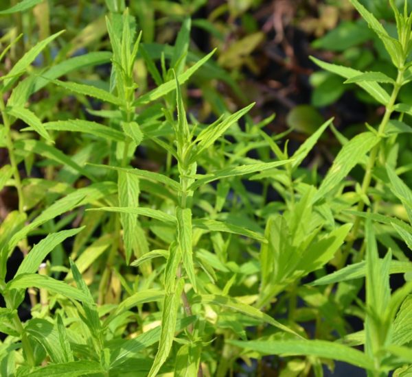Menthe karoo BIO – Image 2