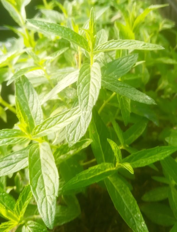 Menthe karoo BIO