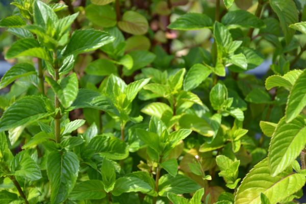 Menthe lavande BIO
