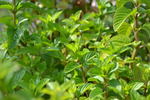 Menthe lavande BIO – Image 2