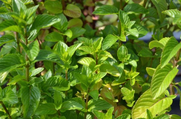 Menthe lavande BIO – Image 3