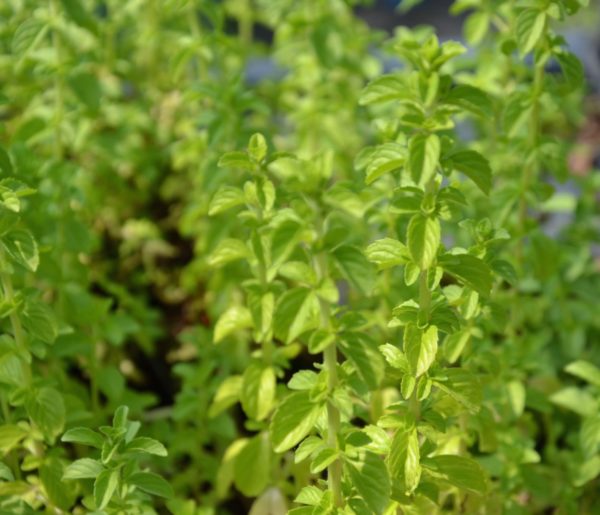 Menthe pouillot BIO – Image 2