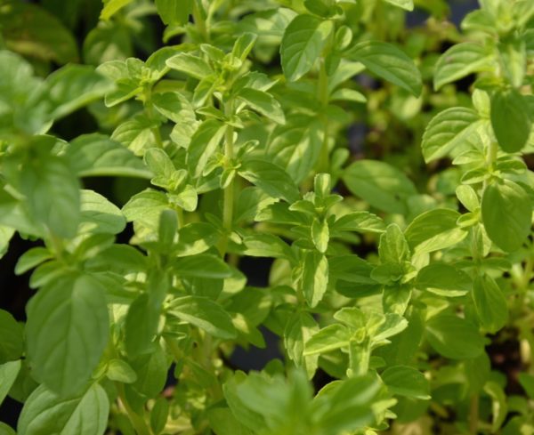 Menthe pouillot BIO