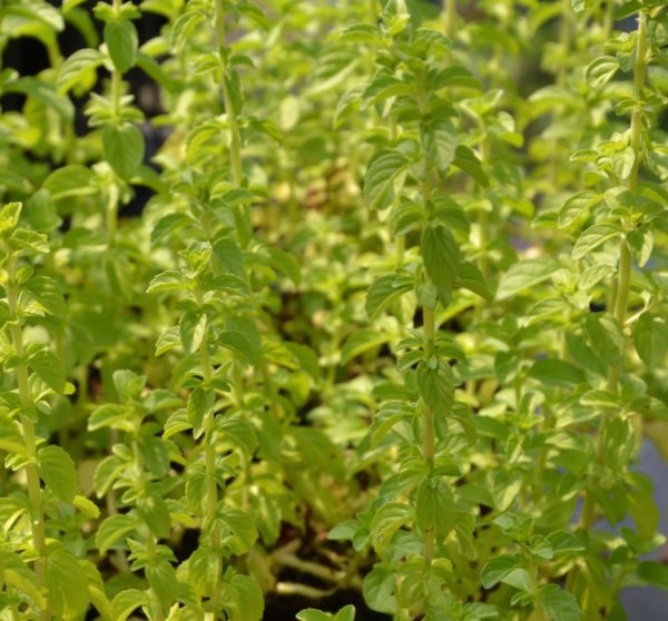 Menthe pouillot BIO – Image 3