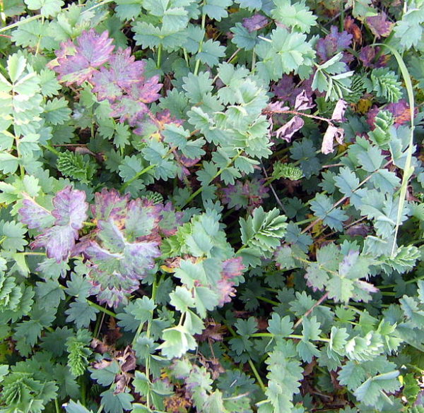 Pimprenelle BIO – Image 2