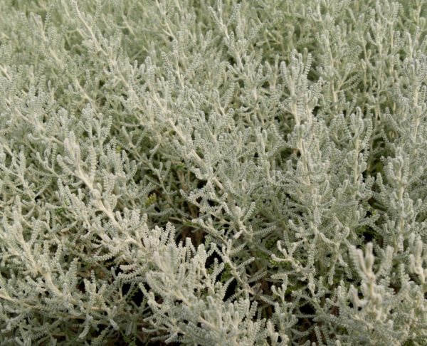 Santoline BIO – Image 2