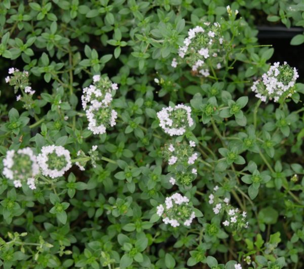 Thym citron BIO