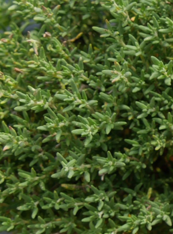 Thym compact BIO