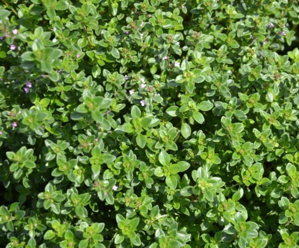 Thym serpolet BIO