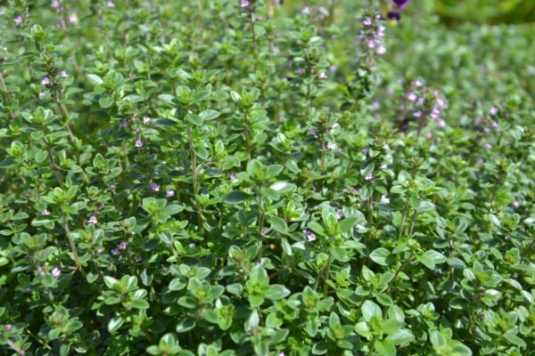 Thym serpolet BIO – Image 3