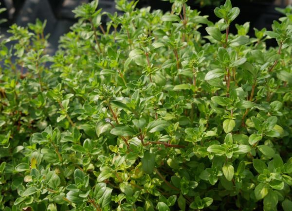 Thym serpolet BIO – Image 2