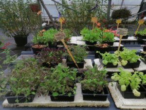 IMG_20201029_120617-300x225