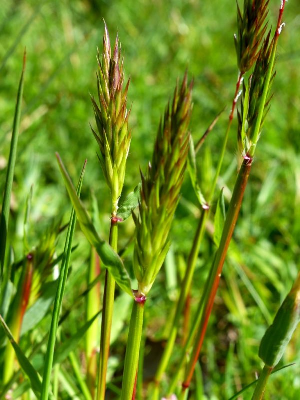 Flouve odorante BIO (herbe aux bisons)