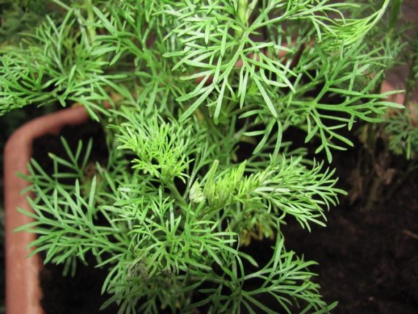 Aurone cola BIO – Image 2