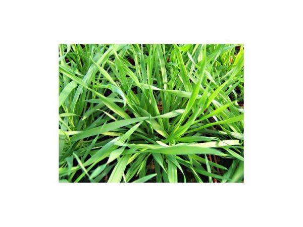 Flouve odorante BIO (herbe aux bisons) – Image 2