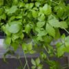 Jiaogulan BIO (herbe de l'immortalité) – Image 3