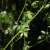 Jiaogulan BIO (herbe de l'immortalité) – Image 2