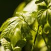 Jiaogulan BIO (herbe de l'immortalité)