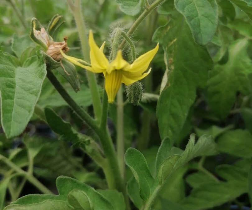 plantations des légumes d’été