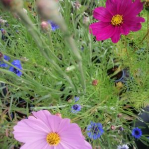 Aromatiques et fleurs comestibles