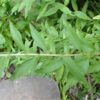 Verveine d'Argentine BIO – Image 2