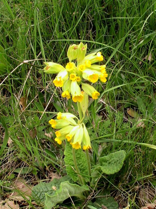 Primevère officinale BIO – Image 4