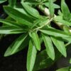 Verveine d'Argentine BIO