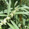 Verveine d'Argentine BIO – Image 3