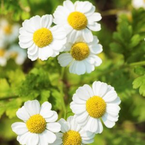 Grande Camomille BIO