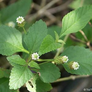 Lippia dulcis BIO (Herbe sucrée des Aztèques)