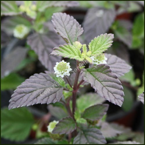 Lippia dulcis BIO (Herbe sucrée des Aztèques) – Image 2