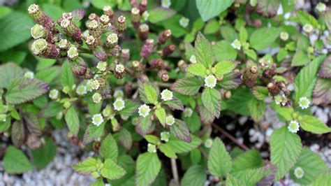 Lippia dulcis BIO (Herbe sucrée des Aztèques) – Image 3