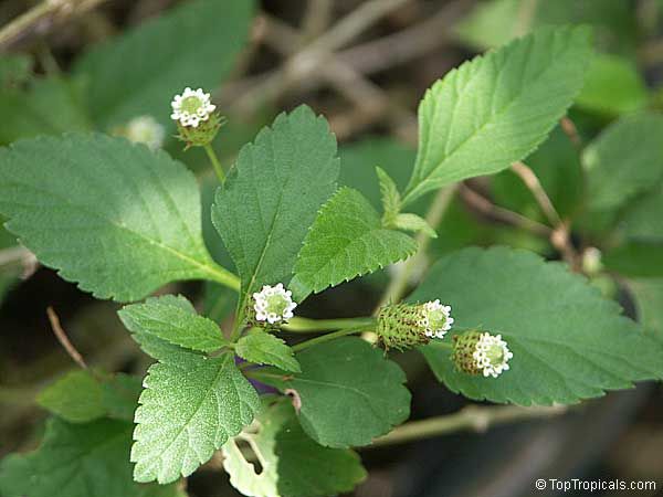 Lippia dulcis BIO (Herbe sucrée des Aztèques)