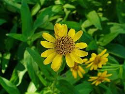 Arnica des plaines BIO
