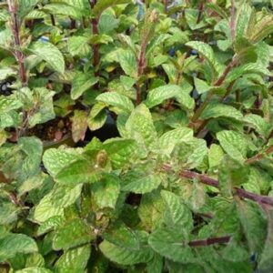 Menthe cassis BIO
