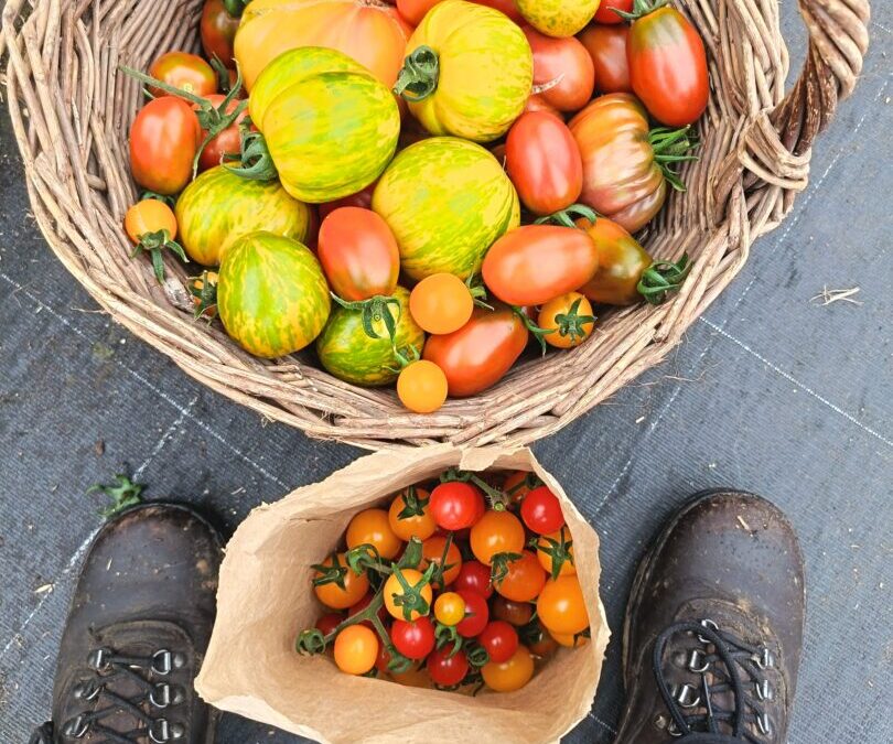 Elles sont prêtes !