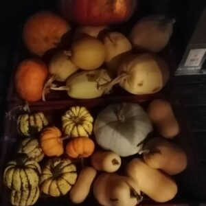 Cucurbitacées