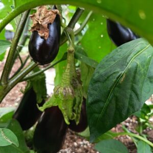 poivrons, aubergines, piments