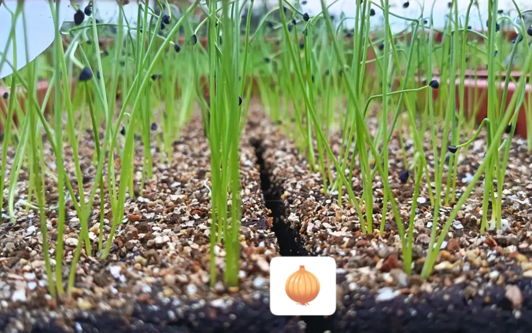 Plantation d’Oignons mars 2027